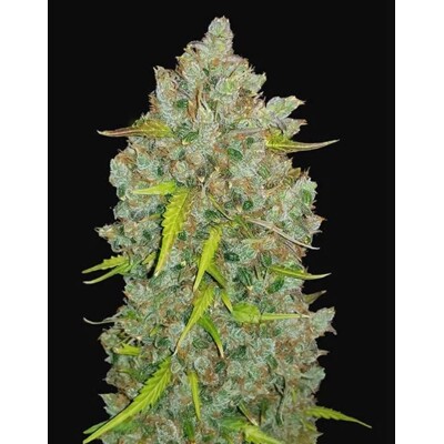 Fast Buds Original Auto BubbleGum 9.-€-tól