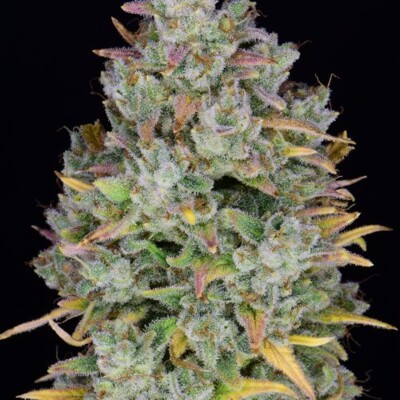 Fast Buds Gelato Auto 13.- €-tól