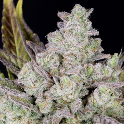 Fast Buds Gorilla Cookies Auto 13.- €-tól