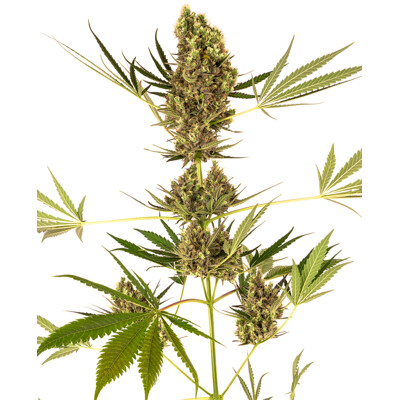 Sensi Seeds Alpine Delight CBD Auto 31,50.- €-tól