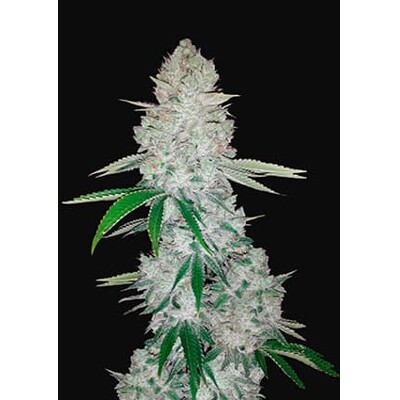 Fast Buds Gorilla Glue Auto (Glue Auto) 13.- €-tól
