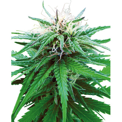 Sensi Seeds Ruderalis Indica Regular 10 ks