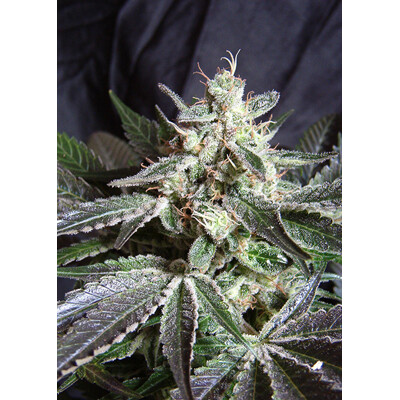 Sweet Seeds Black Jack F1 Fast Version 5 stk