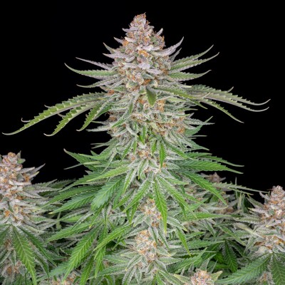 Fast Buds Strawberry Pie Auto 13.-€-tól