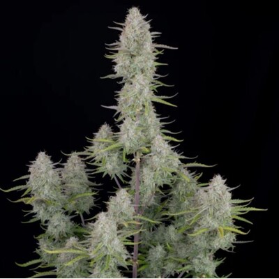 Fast Buds Wedding Cheesecake Auto 13.-€-tól