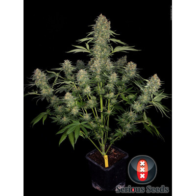 Serious Seeds Serious Kush 6 ks