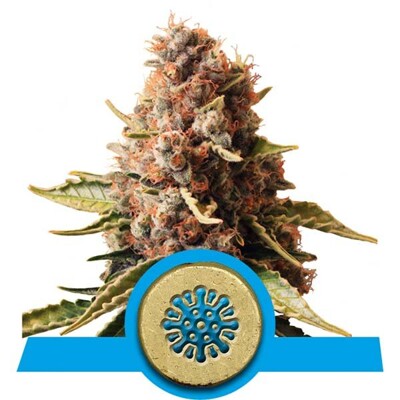 Royal Queen Seeds Euphoria CBD 3 seeds