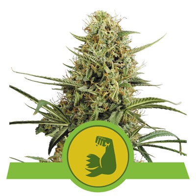 Royal Queen Seeds HulkBerry Auto 3 Seeds