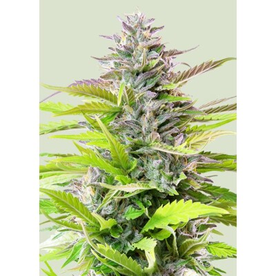 Royal Queen Seeds Cookies Gelato 3 db