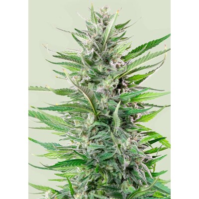 Royal Queen Seeds Fat Banana 3 Seeds