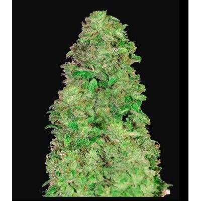 Fast Buds CBD Auto 20:1 5 ks