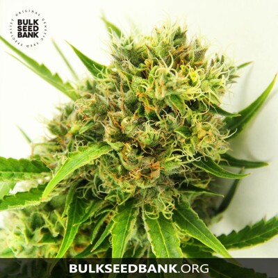 Bulk Seed Bank AK ab 17,5€