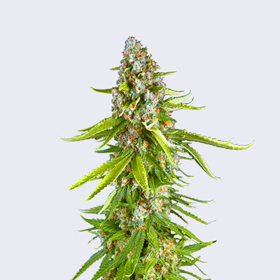 Bulk Seed Bank Grande Crack 5 ks