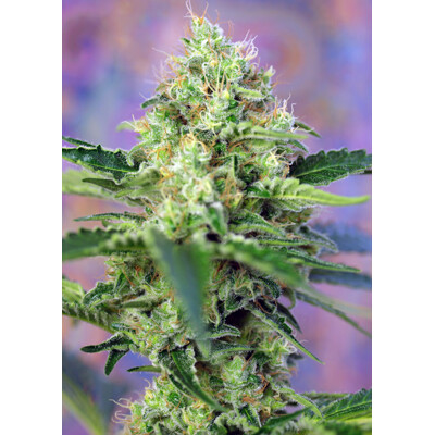 Sweet Seeds Crystal Candy ab 24,- €