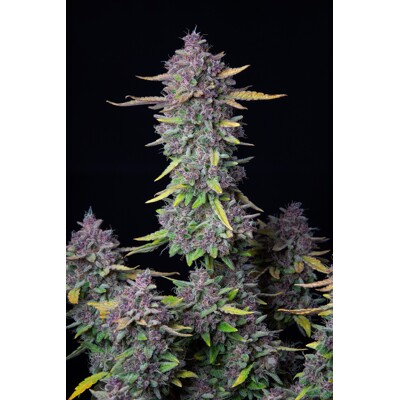 FastBuds Purple Punch from 13.-€