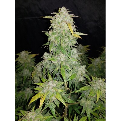 Fast Buds Original Auto Amnesia Haze 9.-€-tól