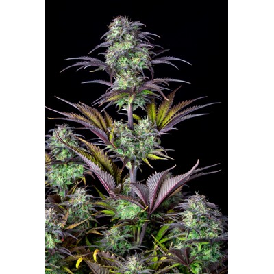 Fast Buds Original Auto Blueberry 9.-€-tól