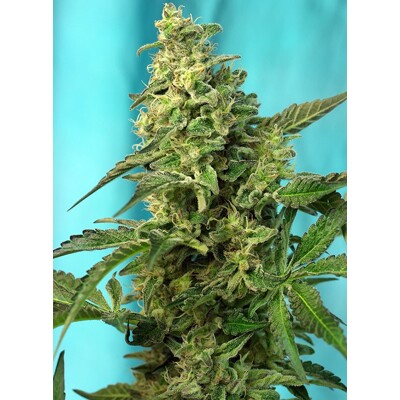 Sweet Seeds Green Poison F1 Fast Version 3 stk