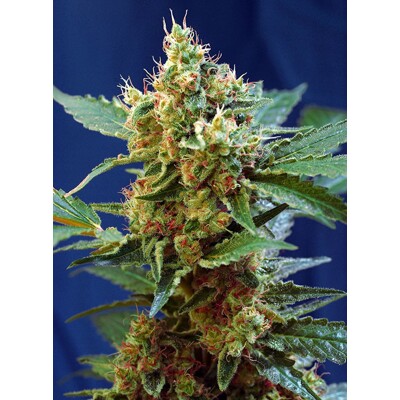 Sweet Seeds Cream Mandarine XL Auto 3 stk
