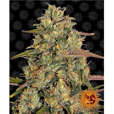 Barney's Farm Amnesia Lemon ab 31,50.-€
