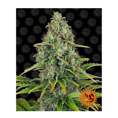 Barney's Farm Blueberry Cheese Auto ab 29.- €