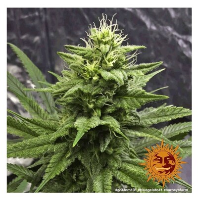 Barney's Farm Blue Gelato 41 od 35,50.- €