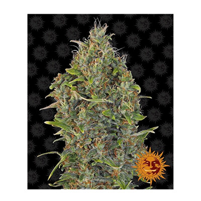 Barney's Farm Critical Kush Auto ab 31,50.- €
