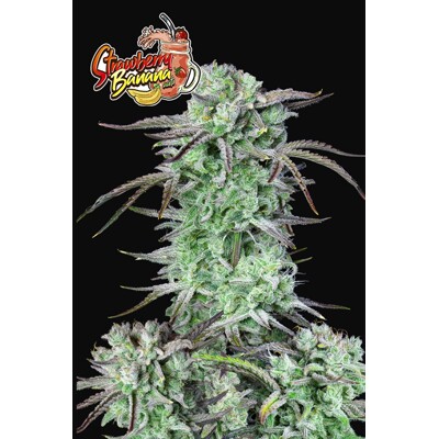 Fast Buds Strawberry Banana Auto 13.-€-tól