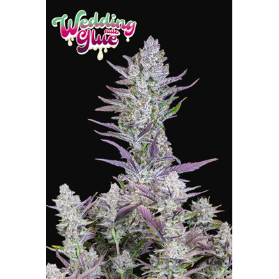 Fast Buds Wedding Glue Auto 13.-€-tól