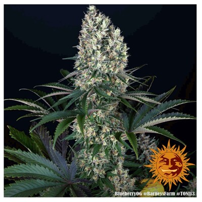 Barney's Farm Blueberry OG od 31,50.-€