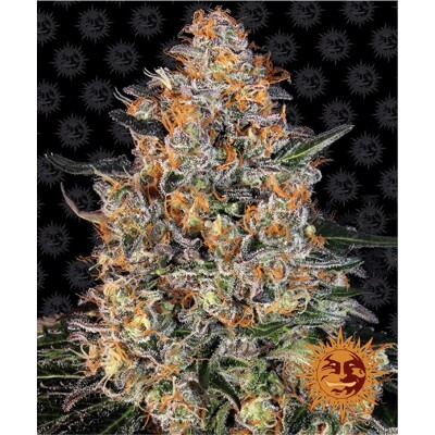 Barney's Farm Bubba Kush od 29.-€