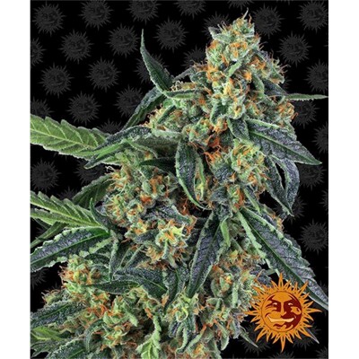Barney's Farm Cookies Kush od 29.- €