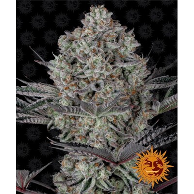 Barney's Farm Dos Si Dos 33 od 37,50.- €