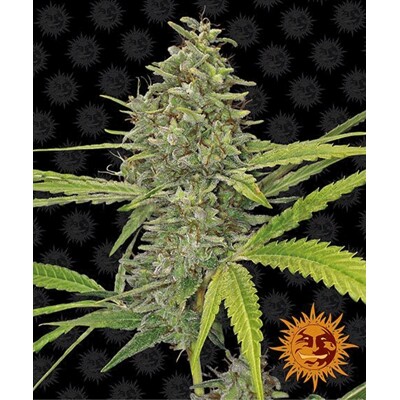 Barney's Farm G13 Haze od 31,50.- €