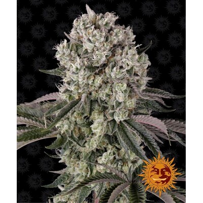 Barney's Farm Glookies ab 37,50.- €