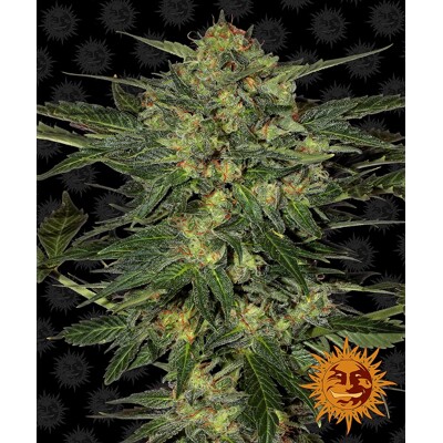 Barney's Farm LSD ab 37,50.- €