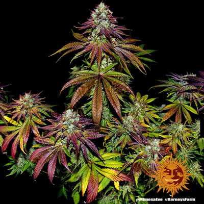 Barney's Farm Mimosa EVO ab 37,5.- €