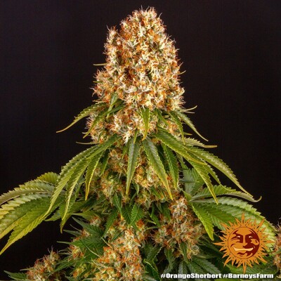 Barney's Farm Orange Sherbert ab 32.- €