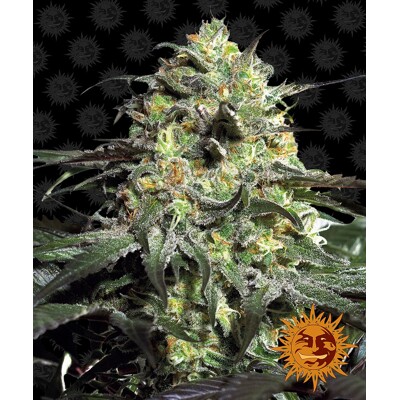 Barney's Farm Peyote Cookies ab 30.- €