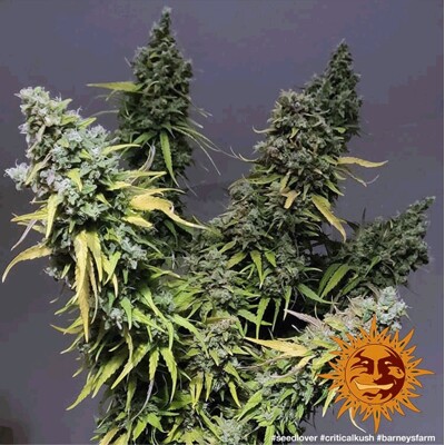 Barney's Farm Peyote Critical ab 30.- €