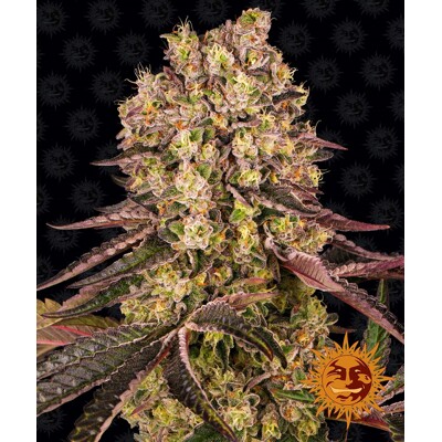 Barney's Farm Runtz Muffin ab 38.-€