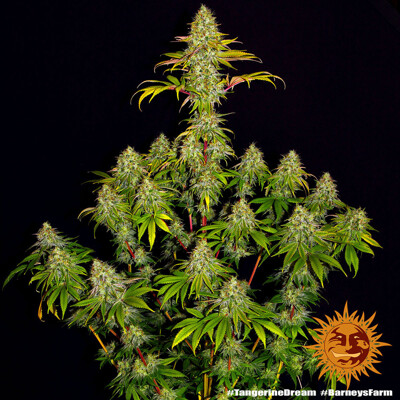 Barney's Farm Tropicanna Banana ab 37.-€