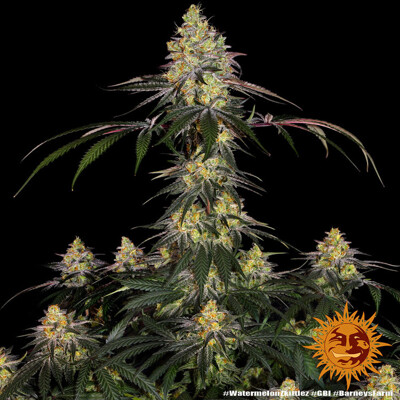Barney's Farm Watermelon Zkittlez ab 35.-€