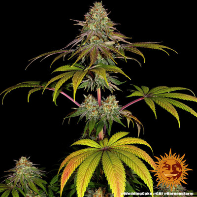 Barney's Farm Wedding Cake od 37.-€