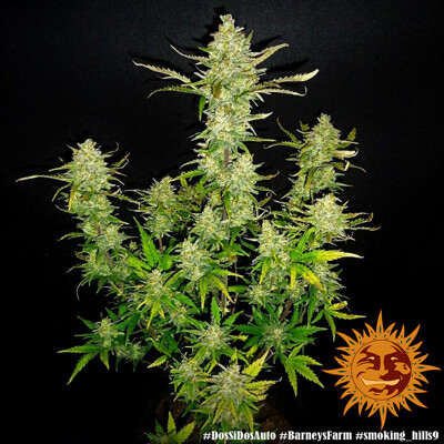 Barney's Farm Dos Si Dos Auto ab 35.-€