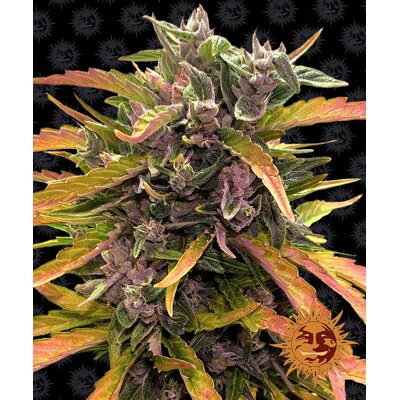 Barney's Farm Gorilla Glue Auto ab 32.-€