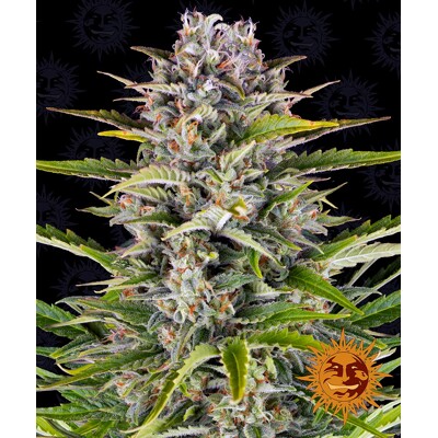 Barney's Farm Gorilla Zkittlez Auto ab 35,- €