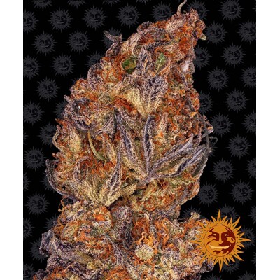 Barney's Farm Runtz Auto ab 38.-€