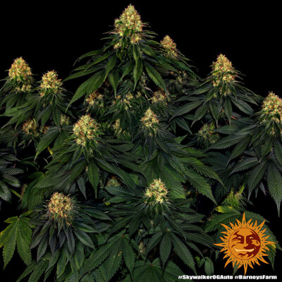 Barney's Farm Skywalker OG Auto ab 39.-€