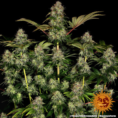 Barney's Farm Tangerine Dream Auto ab 29.-€